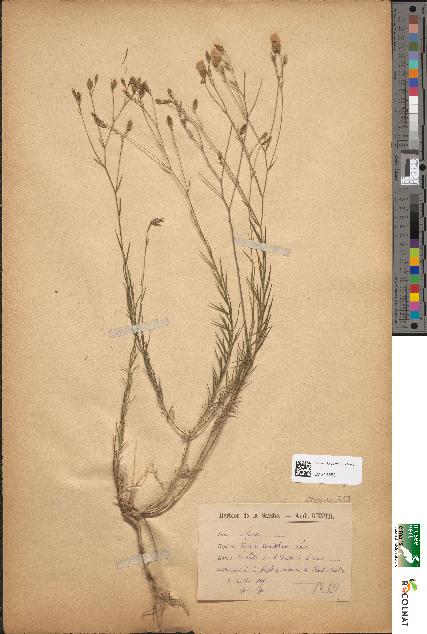 spécimen de Linum tenuifolium