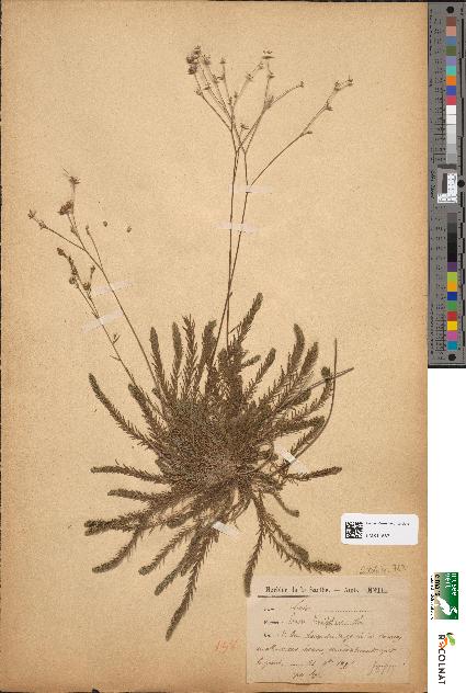 spécimen de Linum tenuifolium