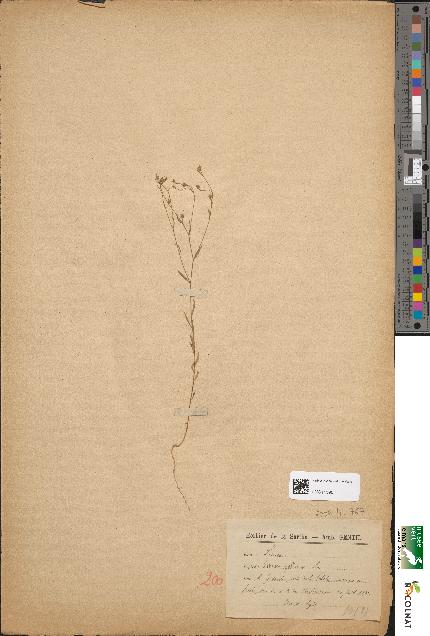 spécimen de Linum gallicum