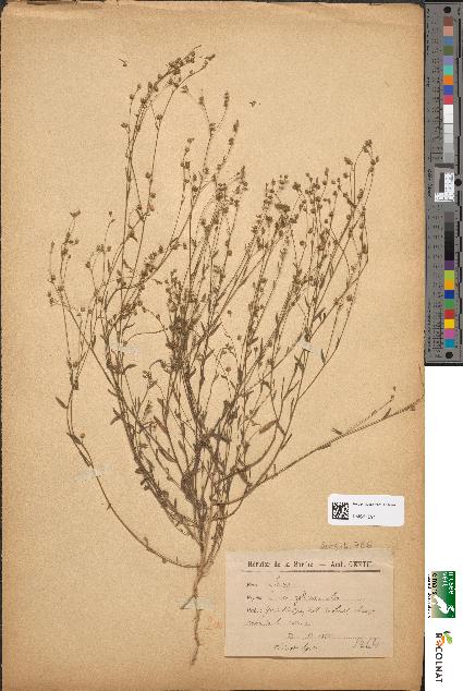 spécimen de Linum gallicum