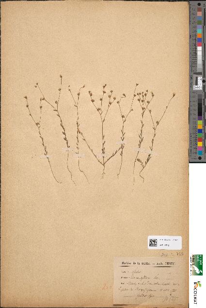 spécimen de Linum gallicum