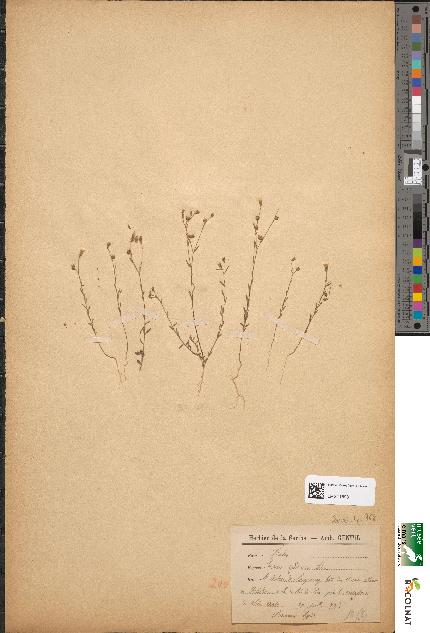 spécimen de Linum gallicum
