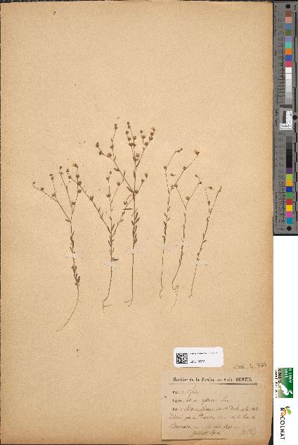 spécimen de Linum gallicum
