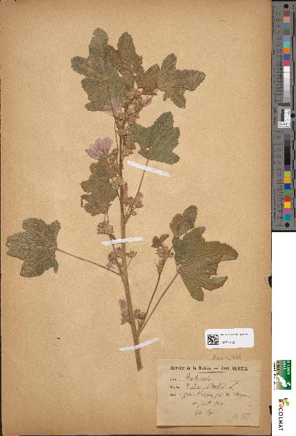 spécimen de Malva sylvestris