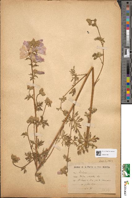 spécimen de Malva moschata