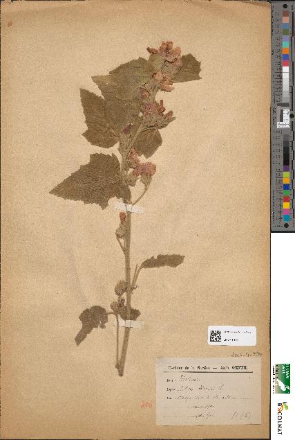 spécimen de Althaea officinalis