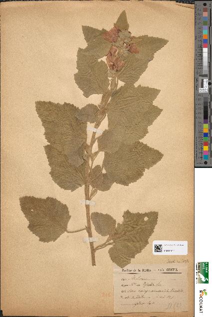 spécimen de Althaea officinalis