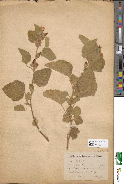 spécimen de Althaea officinalis