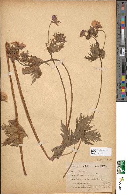 spécimen de Geranium pratense
