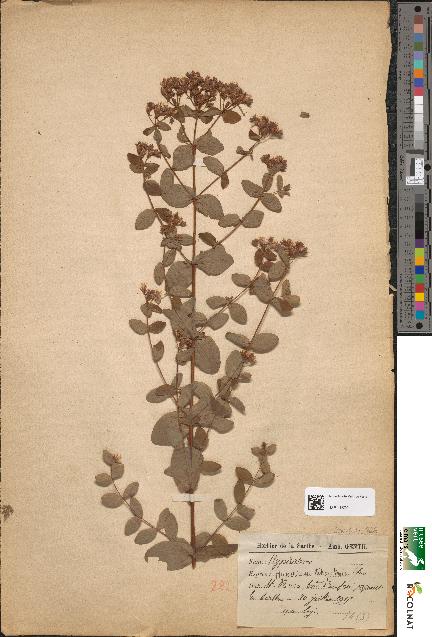 spécimen de Hypericum tetrapterum