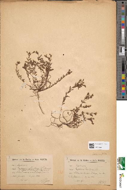 spécimen de Hypericum humifusum