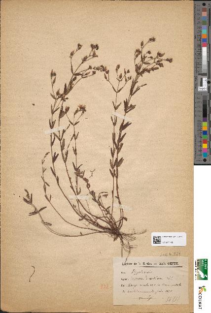 spécimen de Hypericum linearifolium