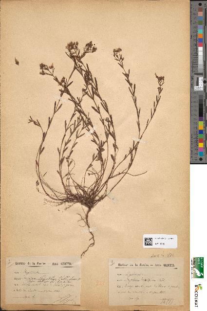 spécimen de Hypericum linearifolium