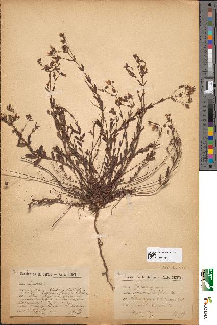 spécimen de Hypericum linearifolium