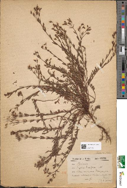 spécimen de Hypericum linearifolium