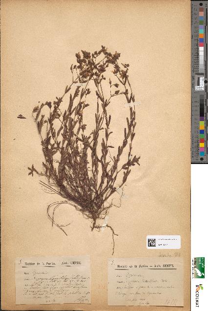 spécimen de Hypericum linearifolium