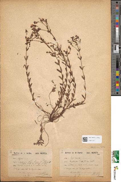 spécimen de Hypericum linearifolium