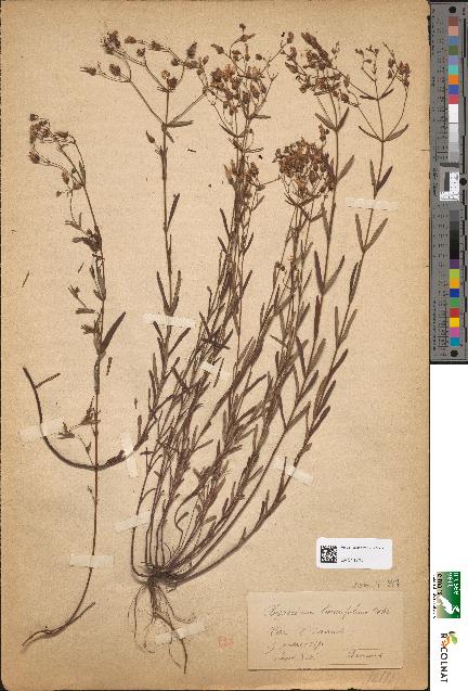 spécimen de Hypericum linearifolium