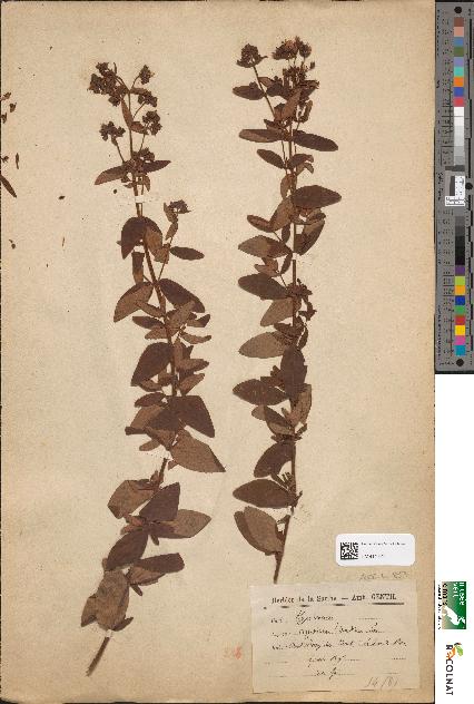 spécimen de Hypericum hirsutum