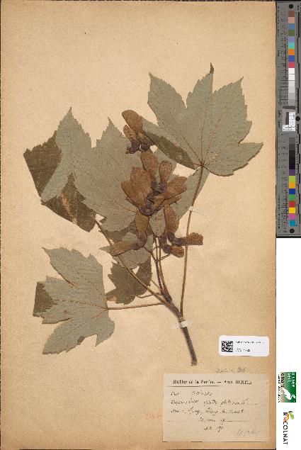 spécimen de Acer pseudoplatanus