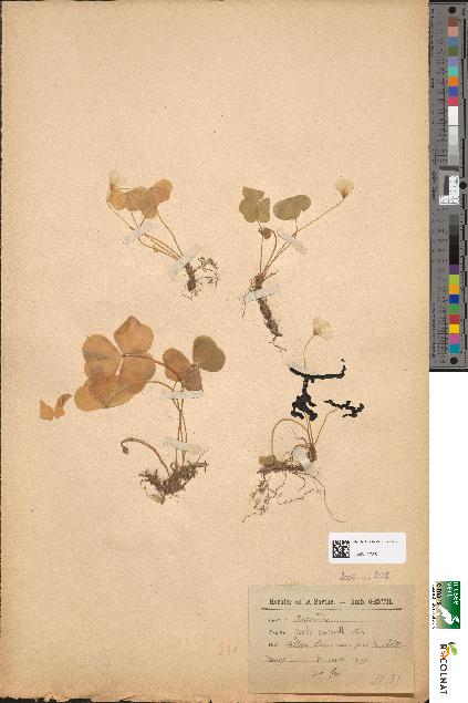 spécimen de Oxalis acetosella