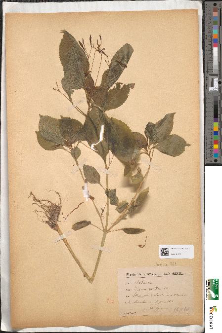 spécimen de Balsamina parviflora