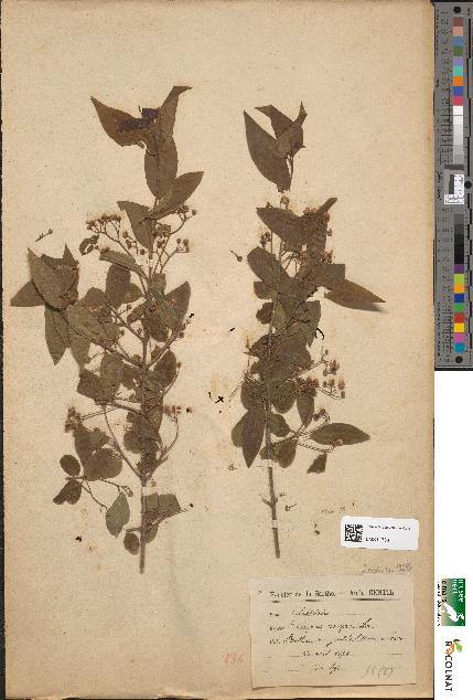 spécimen de Euonymus europaeus