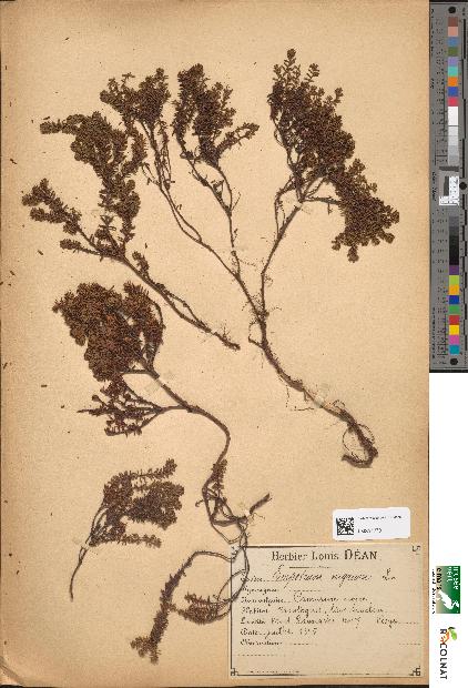 spécimen de Empetrum nigrum