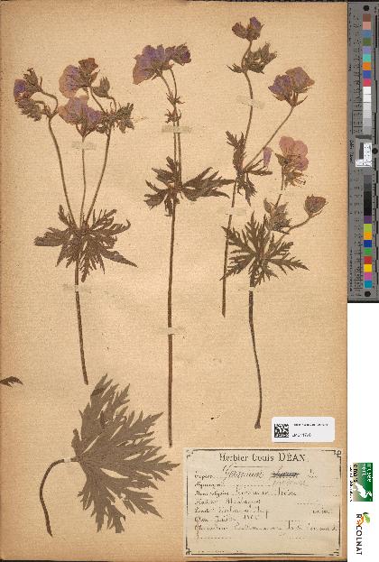 spécimen de Geranium pratense