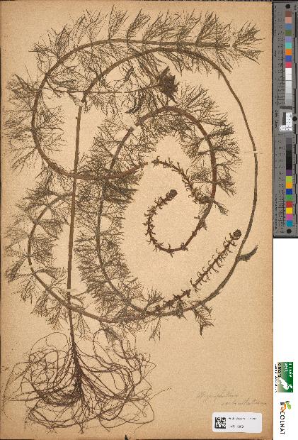 spécimen de Myriophyllum verticillatum