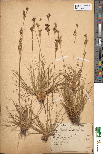 spécimen de Juncus squarrosus