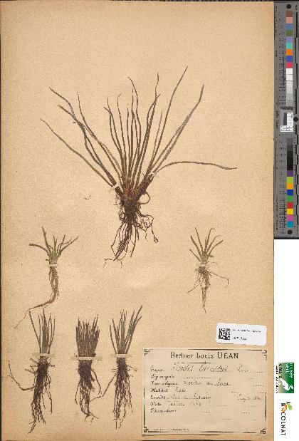 spécimen de Isoetes lacustris