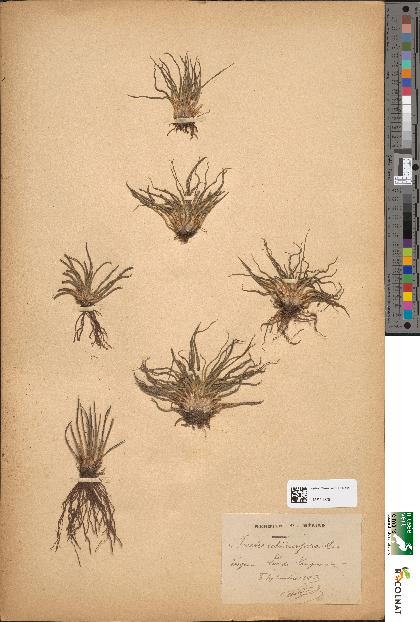 spécimen de Isoetes echinospora