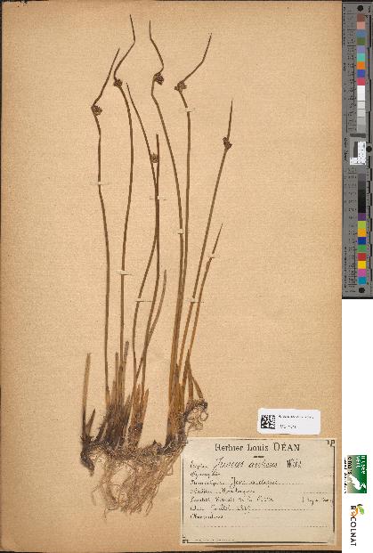 spécimen de Juncus arcticus