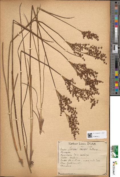 spécimen de Juncus anceps