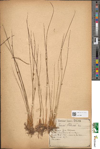 spécimen de Juncus filiformis