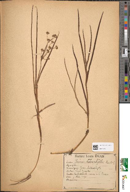 spécimen de Juncus heterophyllus