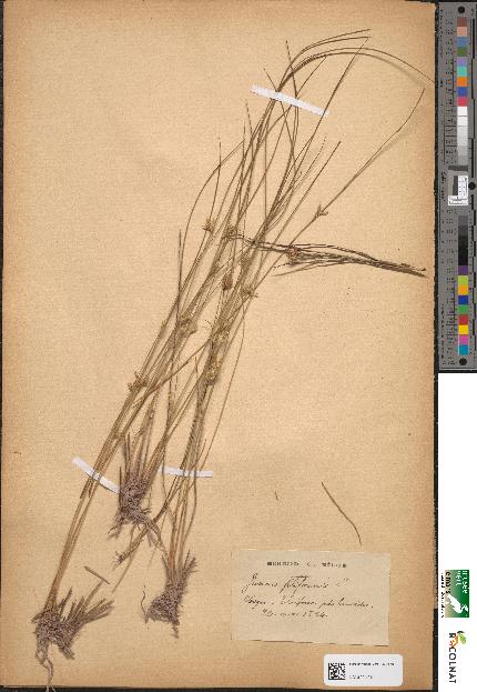 spécimen de Juncus filiformis