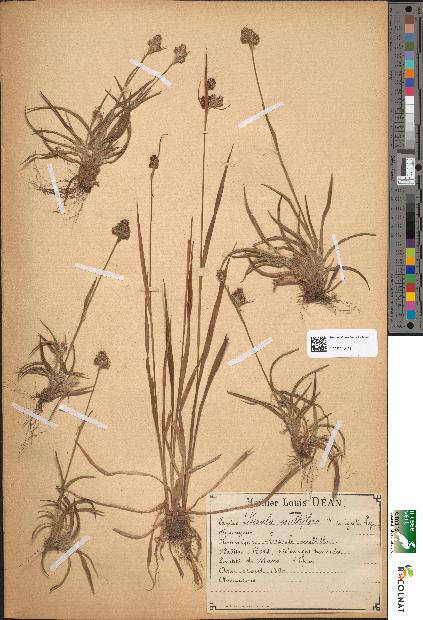 spécimen de Luzula multiflora