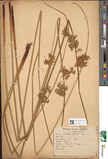 spécimen de Juncus effusus