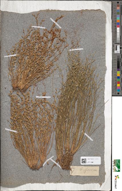 spécimen de Juncus bufonius