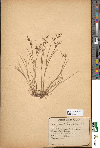 spécimen de Juncus lampocarpus