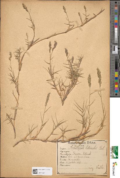 spécimen de Aeluropus littoralis
