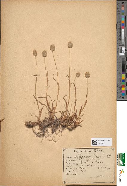 spécimen de Alopecurus gerardii