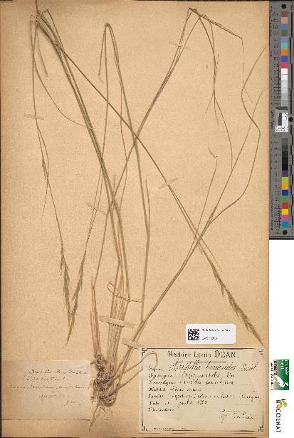 spécimen de Aristella bromoides