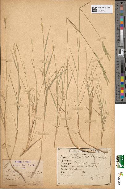 spécimen de Brachypodium ramosum