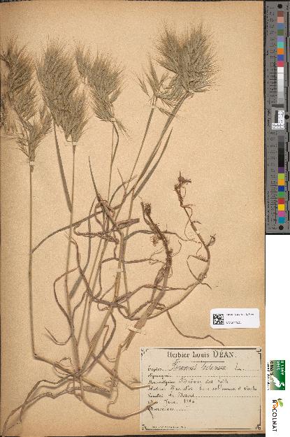 spécimen de Bromus tectorum