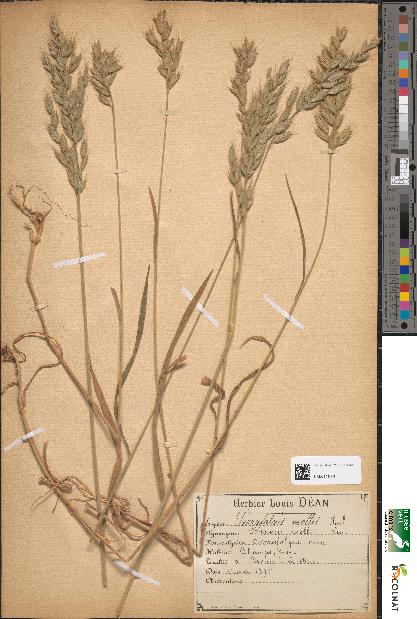 spécimen de Serrafalcus mollis