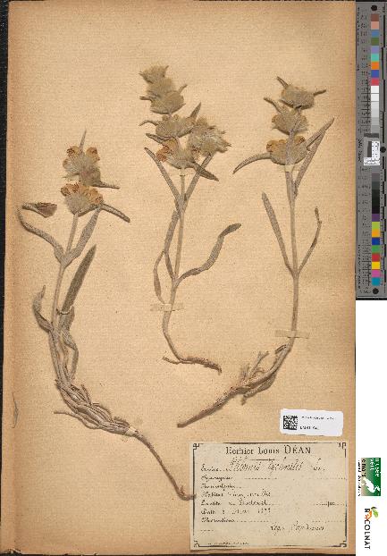 spécimen de Phlomis lychnitis