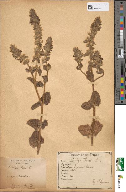 spécimen de Stachys hirta
